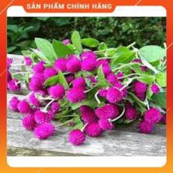 HẠT GIỐNG CÚC BẠCH NHẬT TÍM GÓI 50 HẠT