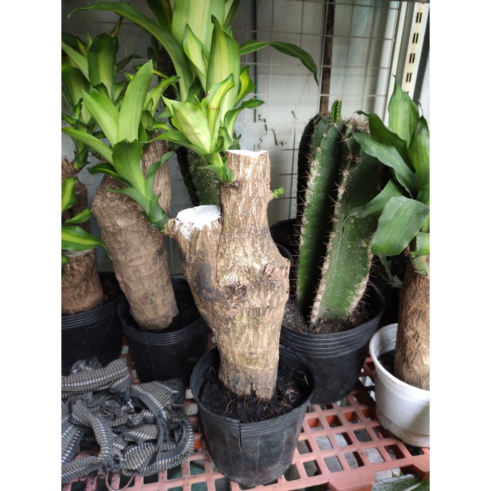 cây phát tài phong thủy (thiết mộc lan) gốc to cây một thân cao 25-35cm