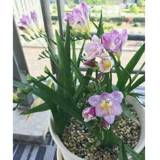 Củ giống hoa lan nam phi hoa màu tím - 1 củ