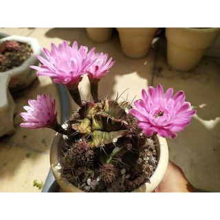 Xương rồng gấm kali (KM: 3 chậu tặng một chậu)