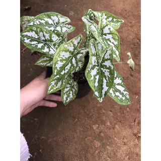 Chậu cứng Môn đốm trắng