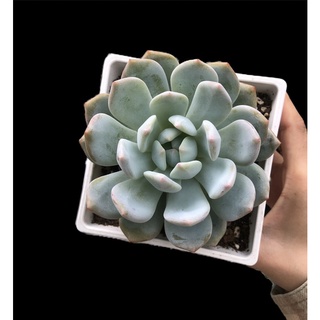 SEN ĐÁ MONROE THUẦN BB GARDEN 10CM