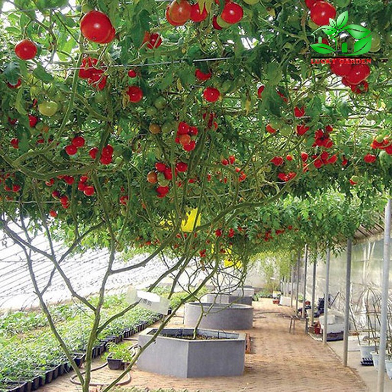 Hạt Giống Cà Chua Leo Giàn  CT285 - Gói 10 hạt