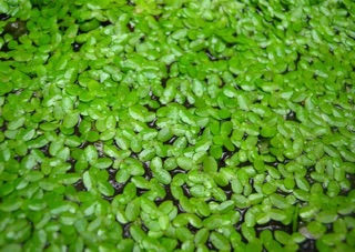 bèo cám thuỷ sinh