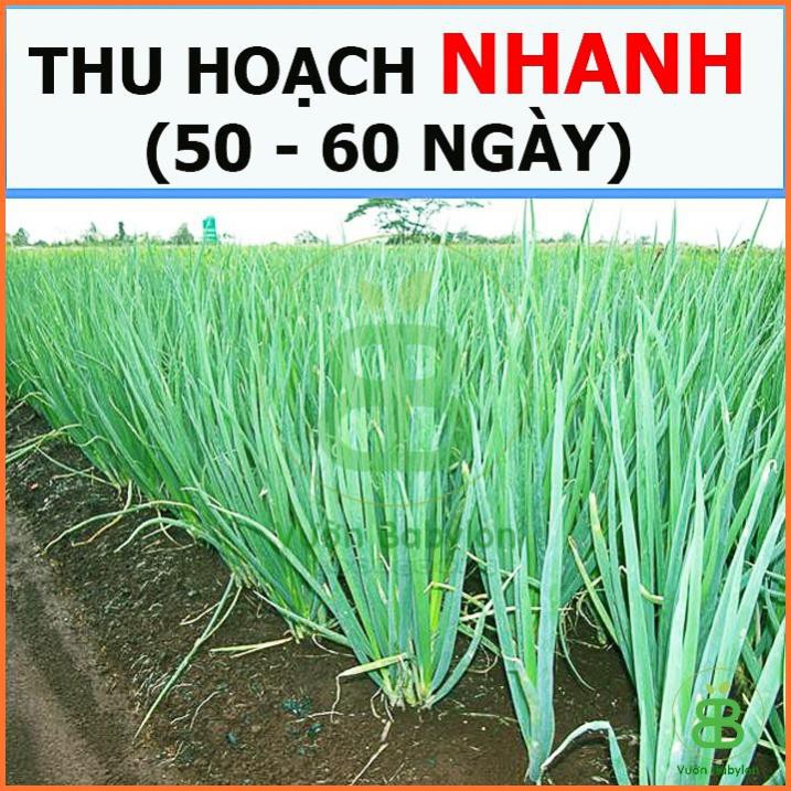 (NEW) Hạt Giống Hành Lá Cao Sản Dễ Trồng 2,5G