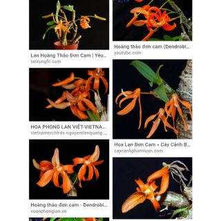 Phong lan đơn cam
