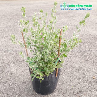 Cây tuyết sơn phi hồng (Leucophyllum frutescens)