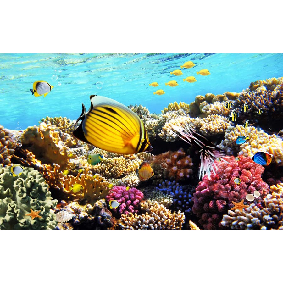 Tranh Dán Tường Hoạt Hình Thế Giới Đại Dương 3D chất liệu chống thấm nước