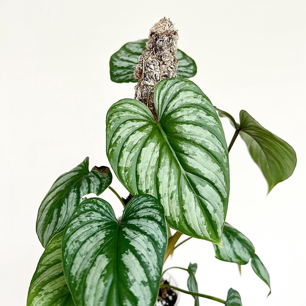 Cây Philodendron Mamei Silver Cloud - Philodendron Lá Bạc - Philodendron Mamei