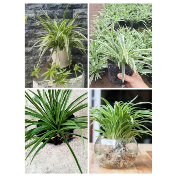 CÂY LAN CHI.shop mới bán đơn từ 100k tặng cây giống