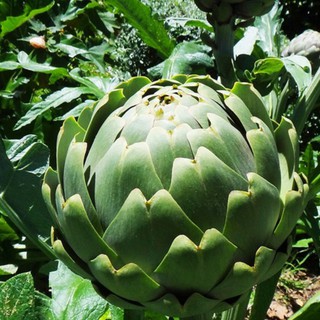 Hạt Giống Atiso bông Xanh