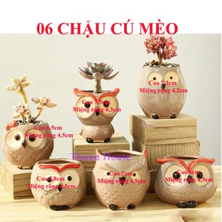 6 Chậu trồng cây Cú mèo mini/ Chậu trồng cây mini
