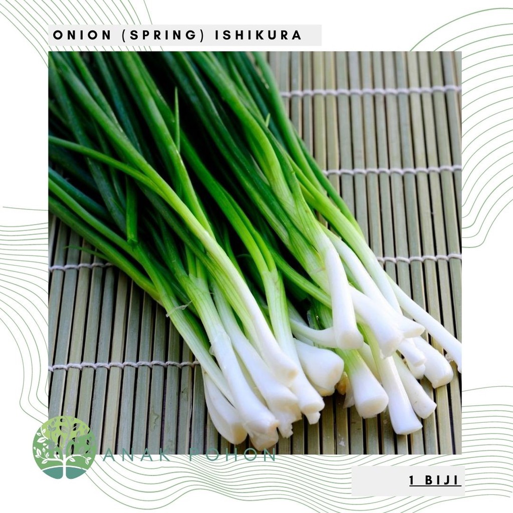 Hạt giống Hành lá  nhập khẩu 50h