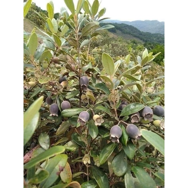 Hạt  giống sim rừng