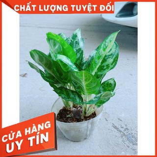 Cây Ngân Hậu