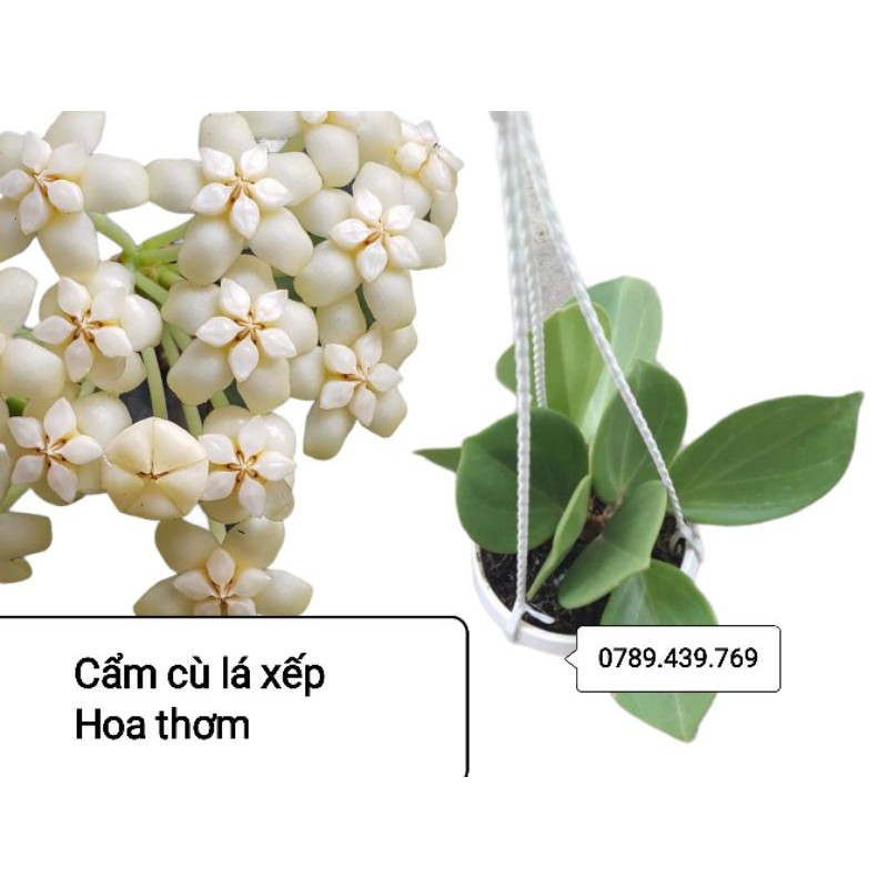 Lan cẩm cù lá xếp hoa thơm