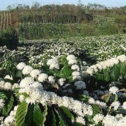 [HOT SALE] MẬT ONG HOA CÀ PHÊ NGUYÊN CHẤT 100% | BigBuy360 - bigbuy360.vn