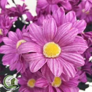 Hoa cúc hoạ mi màu tím - hoa giả cao cấp