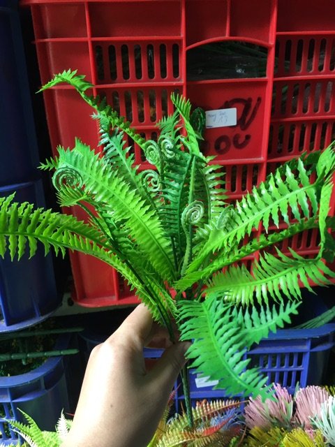 Cụm dương sỉ điểm,loại có vòi - HN