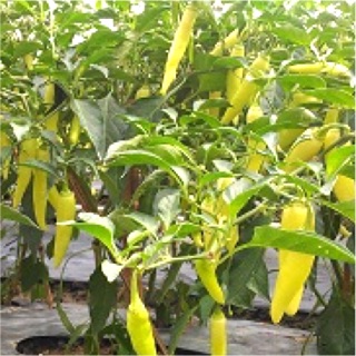 Hạt giống Ớt sừng vàng