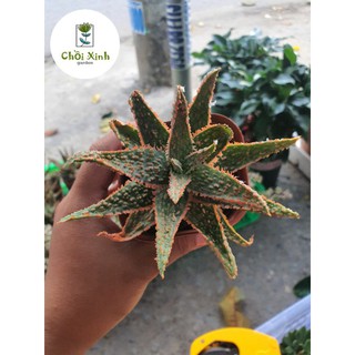 Cây Aloe Đỏ Cây nha đam cảnh