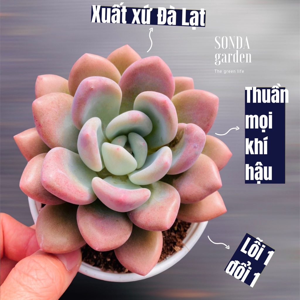 Sen đá sỏi hồng lá dài SONDA GARDEN size trung bình 10-12cm, xuất xứ Đà Lạt, khoẻ đẹp, lỗi 1 đổi 1