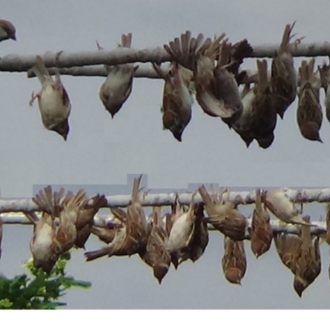Keo Bẫy Chim Siêu Dính, Chuyên Nghiệp, Không Độc Hại, Keo Dính Bắt Chim Chất Lượng Cao, Có Thể Tái Sử Dụng