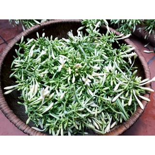 Hoa đu đủ đực ngâm mật ong