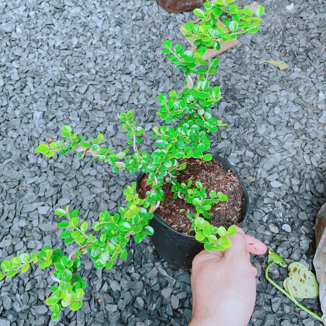 Cây Sam Núi Bonsai