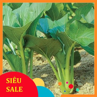 Gói 20 gr giống rau cải ngọt  TẾT KHUYẾN MẠI