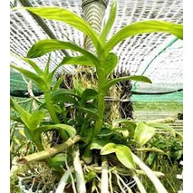 Phân bón DAP Siêu Kích Rễ, Phát Mầm, Thúc Chồi, Nhanh, Mạnh Khoẻ Cây 🌱