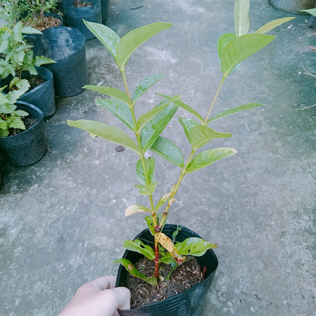 Mẫu Đơn Mỹ Đỏ - cây bông trang mỹ - caykiengsadec