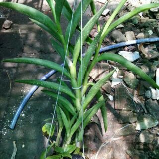 Hoa lan denro nắng thỏ hồng