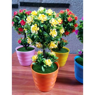 Chậu hoa cẩm tú cầu
