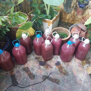 4,5 Lít Vi Sinh cho cá cảnh,cá Koi,tôm,tép...