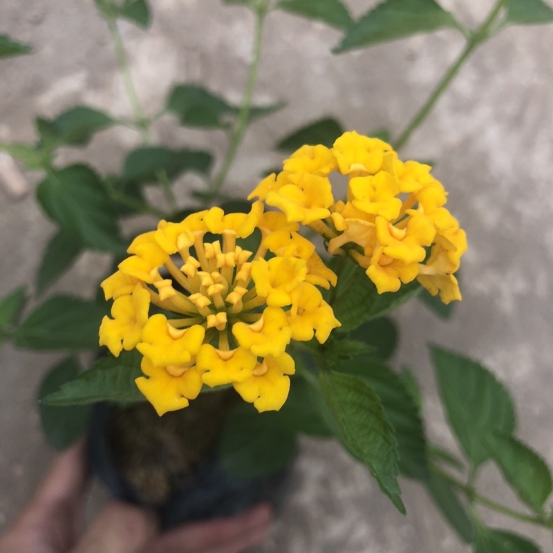 [ RẺ VÔ ĐỊCH ] CÂY HOA NGŨ SẮC MÀU Vàng , cam, tím  ra hoa quanh năm (ảnh thật) cây sẵn hoa như hình