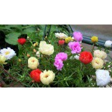 Hạt giống Mười giờ mix-100 hạt