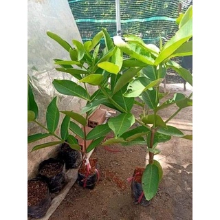 Cây 🌲 Mận  đường xanh đường