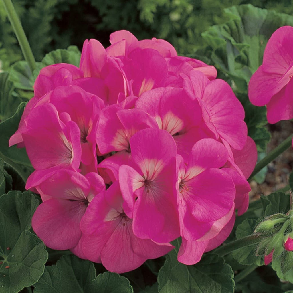 Maverick F1 Series Hạt giống phong lữ thảo vườn - Trắng - Hạt giống làm vườn hoa hàng năm - Pelargonium x hort