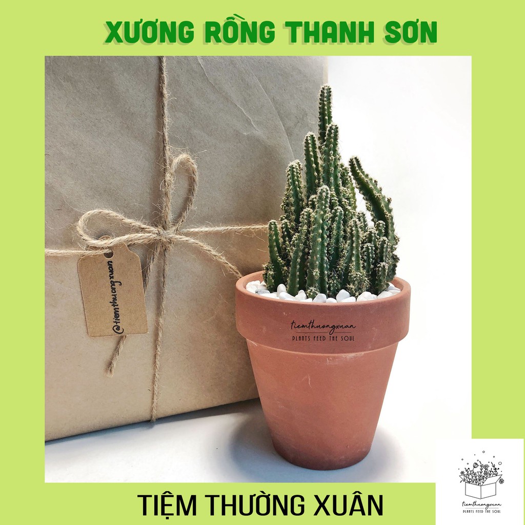 Xương rồng thanh sơn, cây cảnh văn phòng, trang trí nhà cửa đời sống - Tiệm Thường Xuân