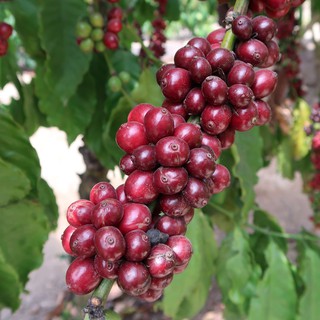 Cà phê nguyên chất CULI - BAKA Coffee