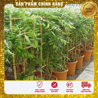 Hạt giống hoa Tử Đằng