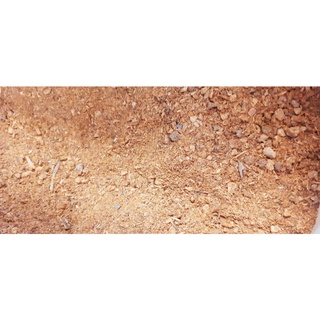 700gram hạt gáo vàng giống