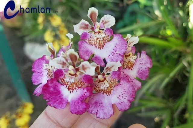 Vũ nữ bút chì giống đủ màu đang nhú nụ hoa