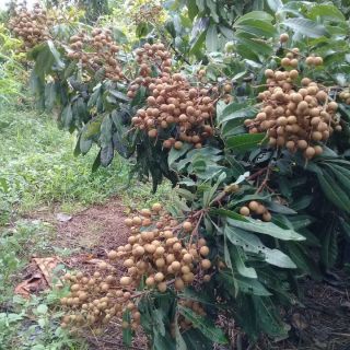 Cây nhãn lồng hưng yên giống