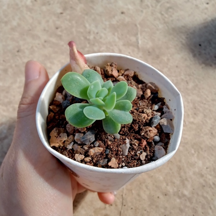 [Vườn ươm] - Sen đá bầu siêu rẻ size 3-5cm - NeuyhGarden