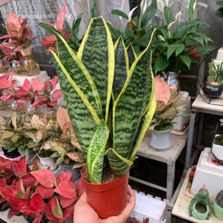 Cây lưỡi hổ