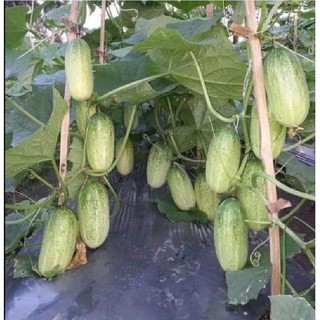 HẠT GIỐNG DƯA CHUỘT MÈO  - 1 gói 1gr