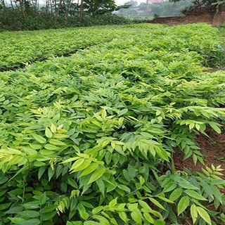 Cây giống Sưa Đỏ