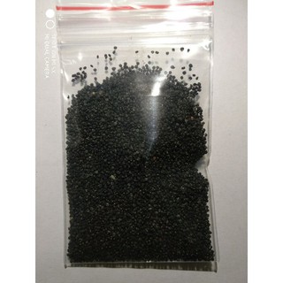Gói 5 Gram hạt giống rau sam